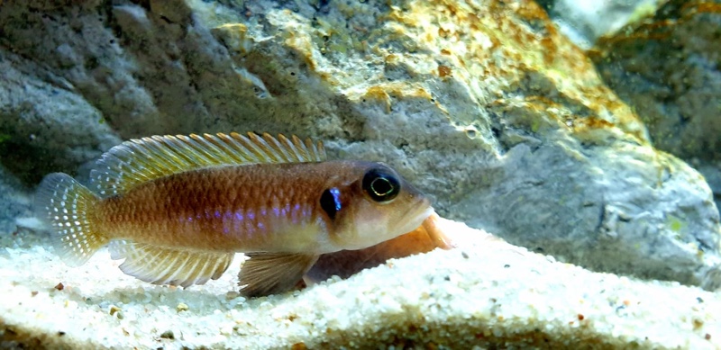 Lamprologus ocellatus 'Isanga Bay'